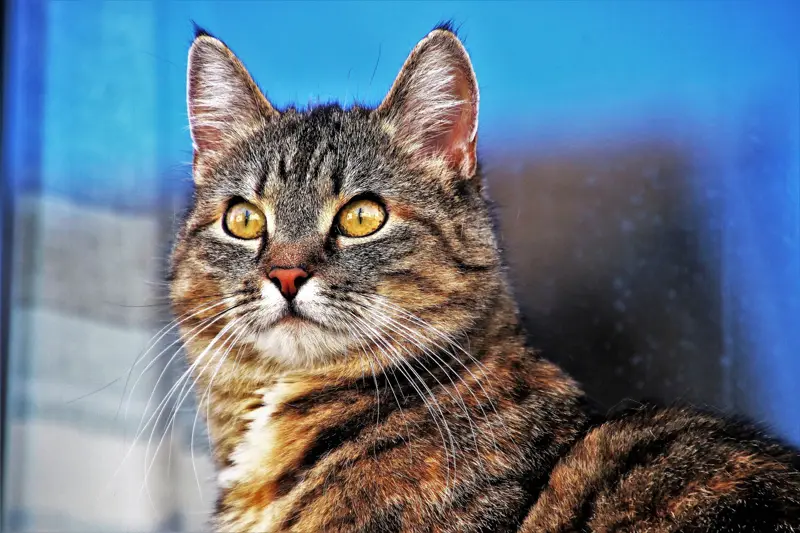 A tabby cat with bright yellow eyes looking at the camera