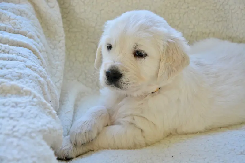 A fluffy golden retriever puppy resting on a white blanket