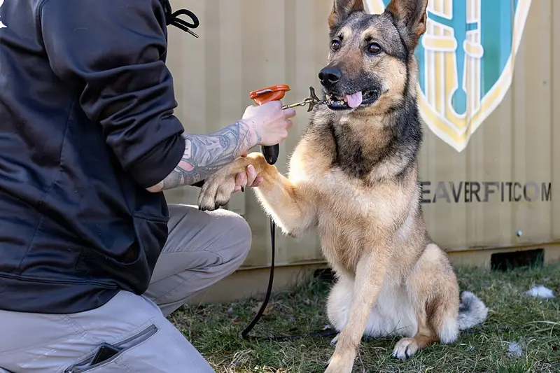 A shepherd dog getting brushed outdoors