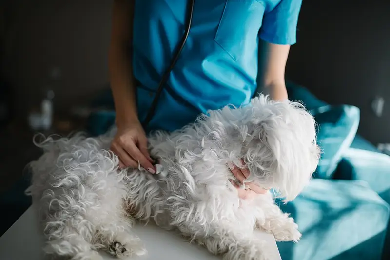 A vet listening to a fluffy white dog with a stethoscope