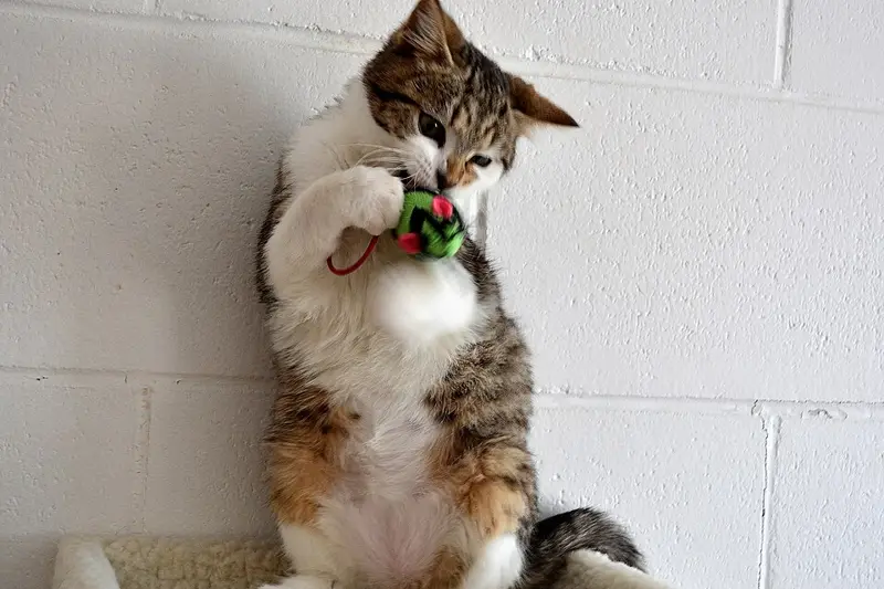A cat playing with a toy mouse